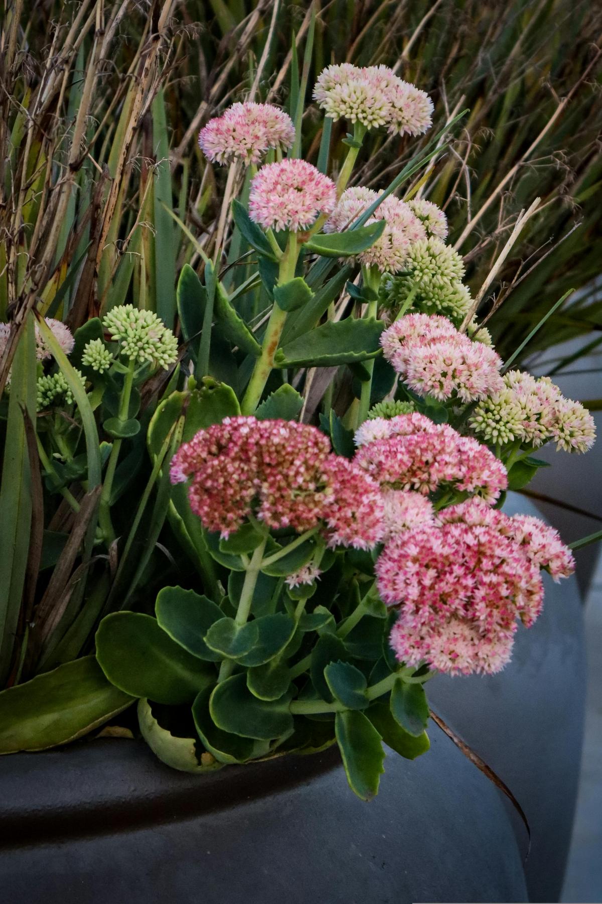 Milliseid lilli istutada kalmistule, et need õitseksid kogu suve / foto pexels.com