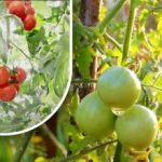 Kakssada grammi ja nad on küpsed: köögiviljakasvataja jagas oma vanaisa meetodit ilma kemikaalideta Kakssada grammi ja nad on küpsed: köögiviljakasvataja jagas oma vanaisa